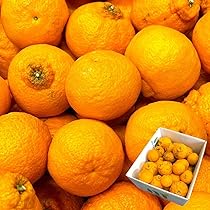 熊本県産 不知火 １０キロ みかん 不知火 デコポン 10kg 訳あり 家庭用 送料無料 熊本産 サイズM